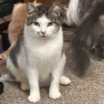 Thumbnail photo of Miss Kitty #3