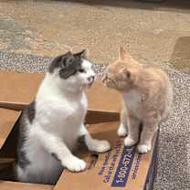 Thumbnail photo of Miss Kitty #4