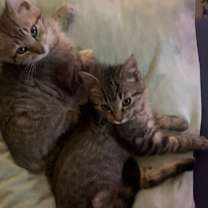 Thumbnail photo of George #3