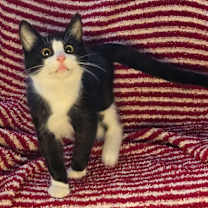 Thumbnail photo of Luca #1