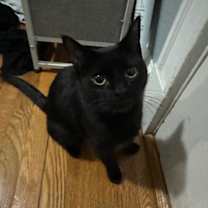 Thumbnail photo of Morgana #2