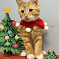 Thumbnail photo of Florian #2