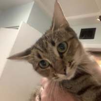 Thumbnail photo of Rosemary Spice #1