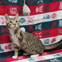 Thumbnail photo of 251485  Britton #2