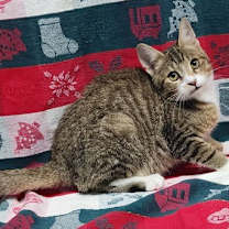 Thumbnail photo of 251485  Nathan #3