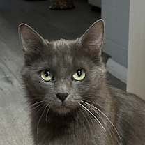 Thumbnail photo of Misty #1