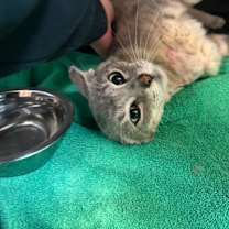 Thumbnail photo of Finn #2