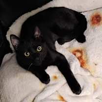 Thumbnail photo of Mantis #3