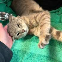 Thumbnail photo of Finn #3