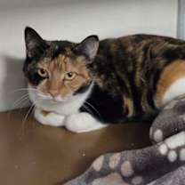 Thumbnail photo of Gremlin #1