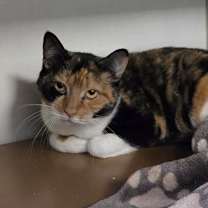 Thumbnail photo of Gremlin #2