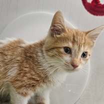 Thumbnail photo of Scrat #1