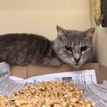 Thumbnail photo of Boll Weevil #1