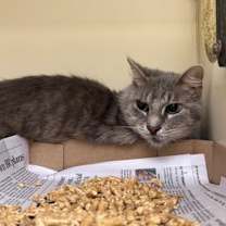 Thumbnail photo of Boll Weevil #2