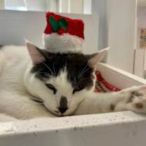 Thumbnail photo of Skunk #3