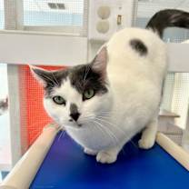 Thumbnail photo of Skunk #4