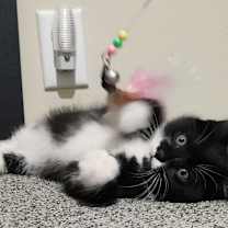 Thumbnail photo of Charlie #1