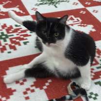 Thumbnail photo of Jenga #1