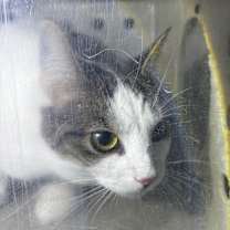 Thumbnail photo of Chloe #2