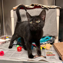 Thumbnail photo of Sabrina #1