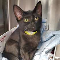 Thumbnail photo of Sabrina #2