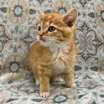 Thumbnail photo of Oreck #3