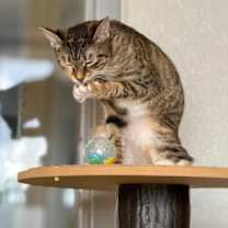 Thumbnail photo of Paris #3