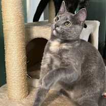 Thumbnail photo of Skittles #3