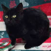 Thumbnail photo of 251763  Ash #1