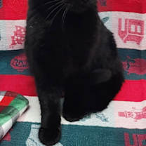 Thumbnail photo of 251763  Ash #2