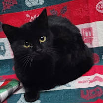 Thumbnail photo of 251763  Ash #3