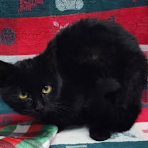 Thumbnail photo of 251763  Ash #4