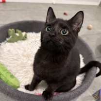 Thumbnail photo of Vinnie #4