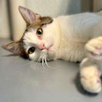 Thumbnail photo of Rino #2