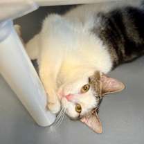 Thumbnail photo of Rino #4