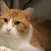 Thumbnail photo of Lamb #1