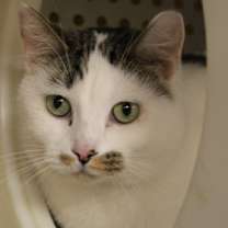 Thumbnail photo of Buddy #1