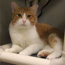 Thumbnail photo of Lamb #2