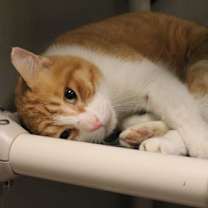 Thumbnail photo of Lamb #3