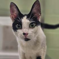 Thumbnail photo of Moo Moo Meadows #3