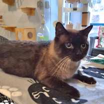 Thumbnail photo of Koopa  FIV+ #3