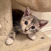 Thumbnail photo of Courtney Love #1