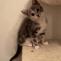 Thumbnail photo of Courtney Love #4