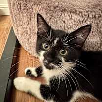 Thumbnail photo of Alannis Meowsette #1