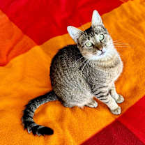 Thumbnail photo of Renaissance  #4