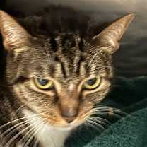 Thumbnail photo of Inky #2