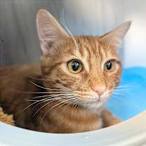 Thumbnail photo of Chedduh #2