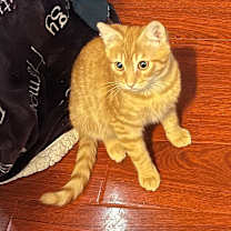 Thumbnail photo of Chedduh #3