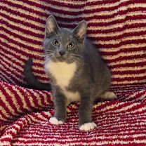 Thumbnail photo of Tamale #1