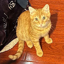 Thumbnail photo of Chedduh #4